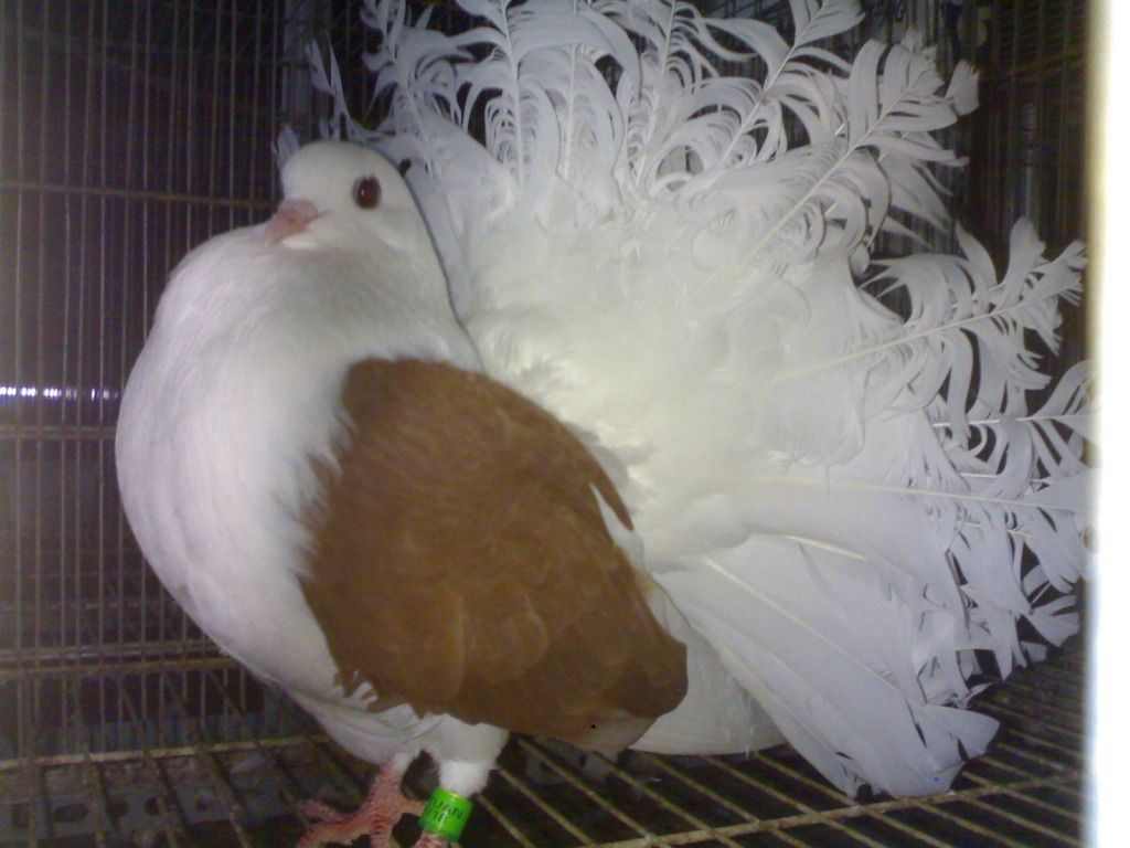 Bồ câu kiểng huỳnh bình thạnh