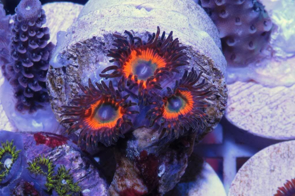 Post a pic of your most expensive zoa/paly Page 5 REEF2REEF Saltwater and Reef Aquarium Forum