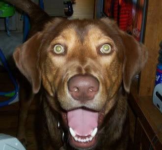 Hunting dog questions - Hunting Forum