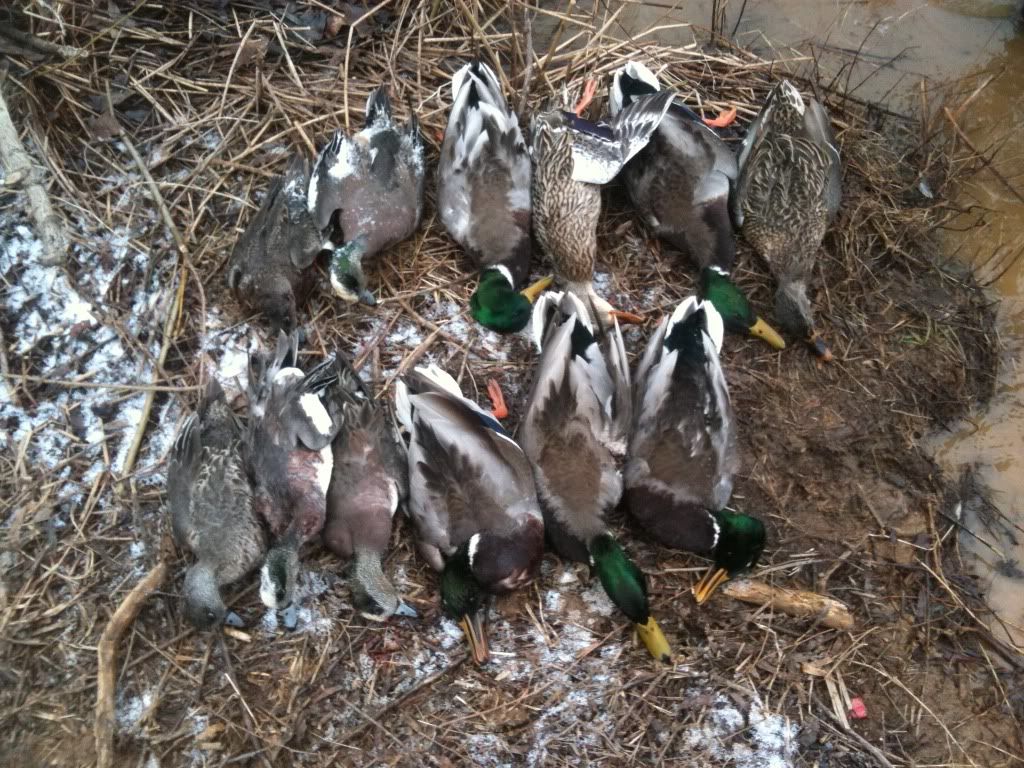 Year in Review Pennsylvania Duck Hunting