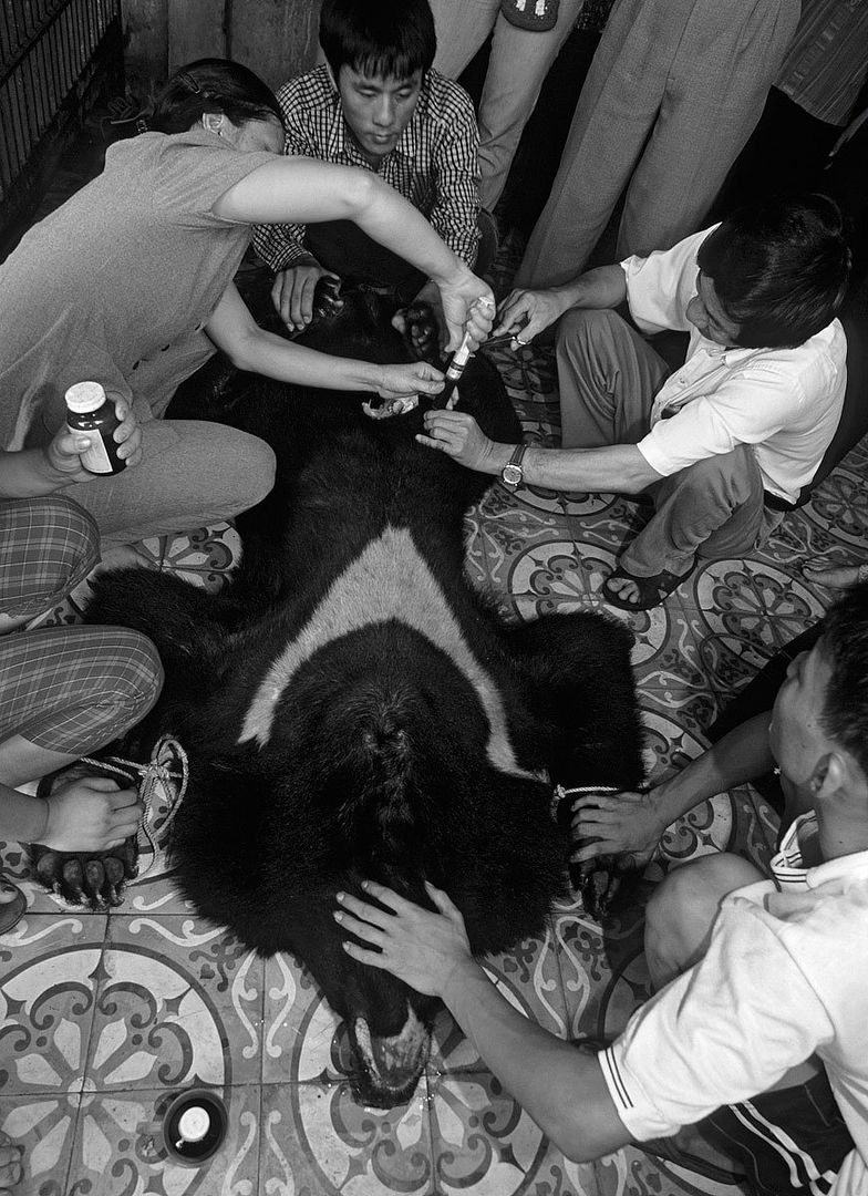 Việt Nam Xanh - Địa ngục của gấu Việt Nam dưới ống kính quốc tế (Hình 5).