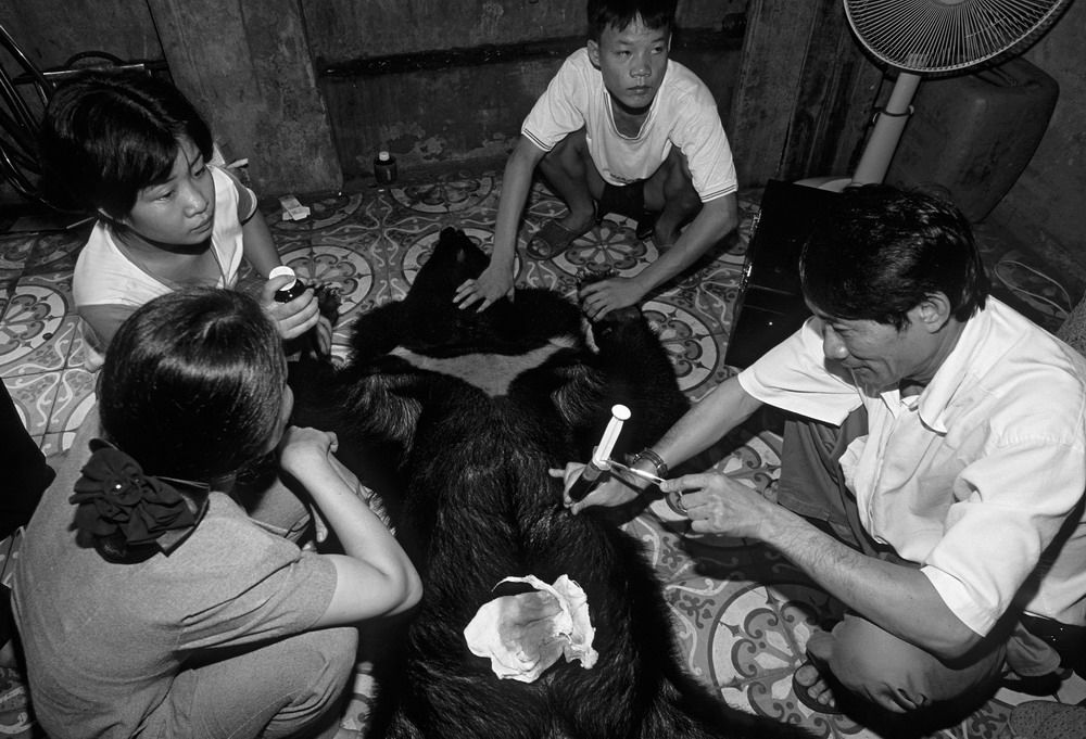 Việt Nam Xanh - Địa ngục của gấu Việt Nam dưới ống kính quốc tế (Hình 8).