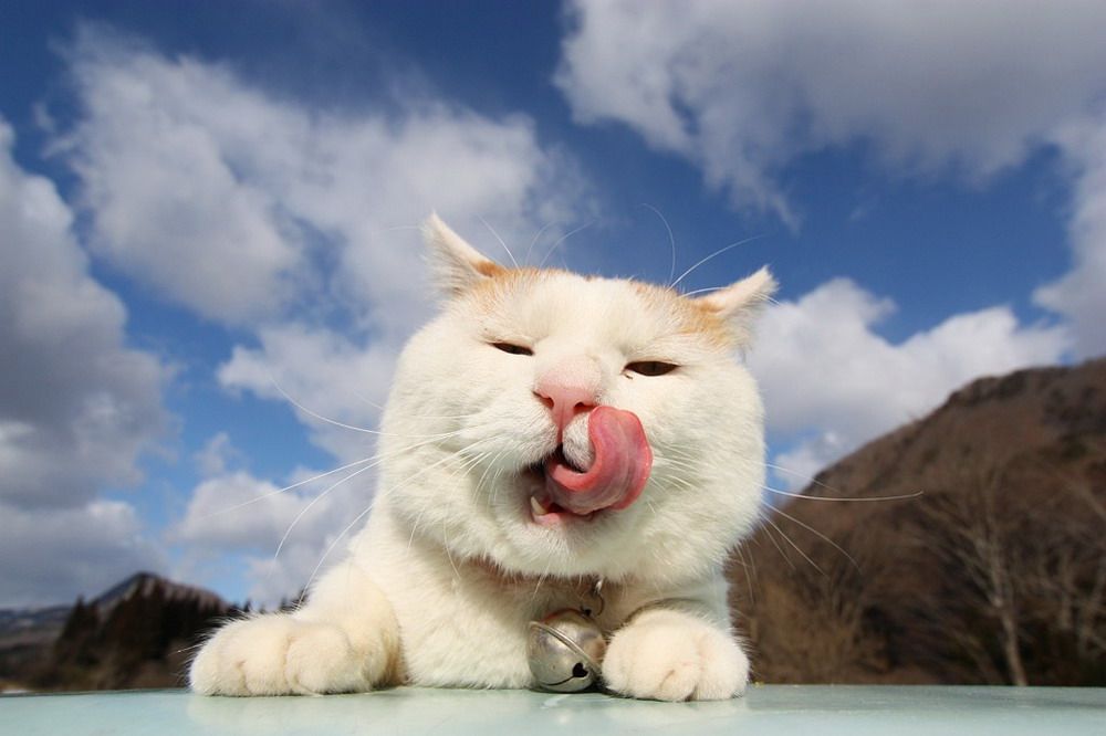 SHIRONEKO - chú mèo đáng yêu nhất quả đất!