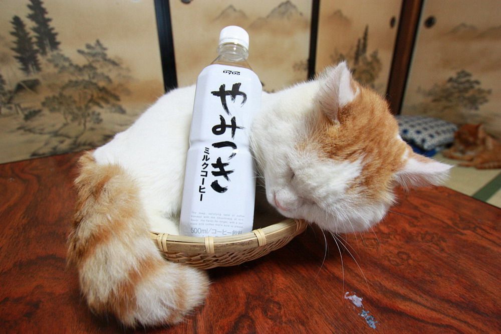 SHIRONEKO - chú mèo đáng yêu nhất quả đất!