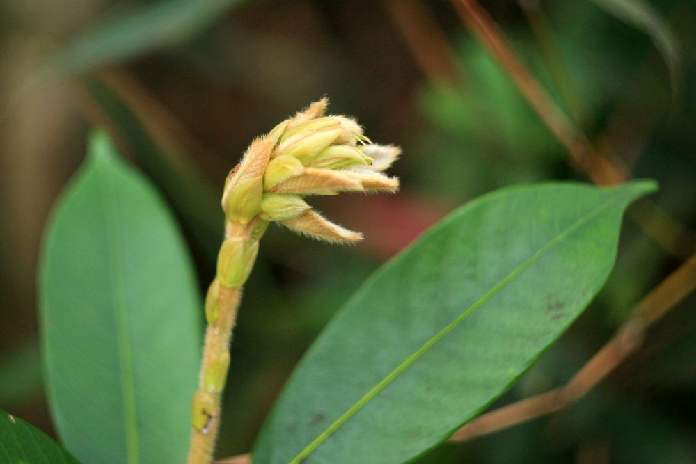 Lộc non ở vùng đất Phật thiêng liêng Yên Tử