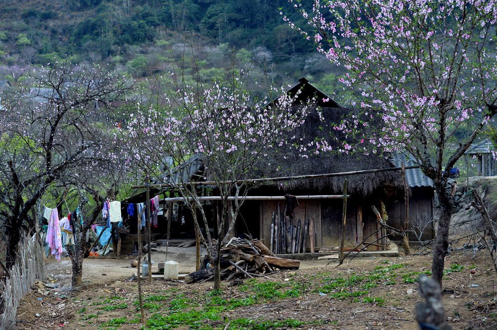 Ảnh - Đào Mộc Châu tuyệt đẹp