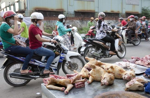 Nạn trộm chó quý ở Việt Nam lên báo nước ngoài