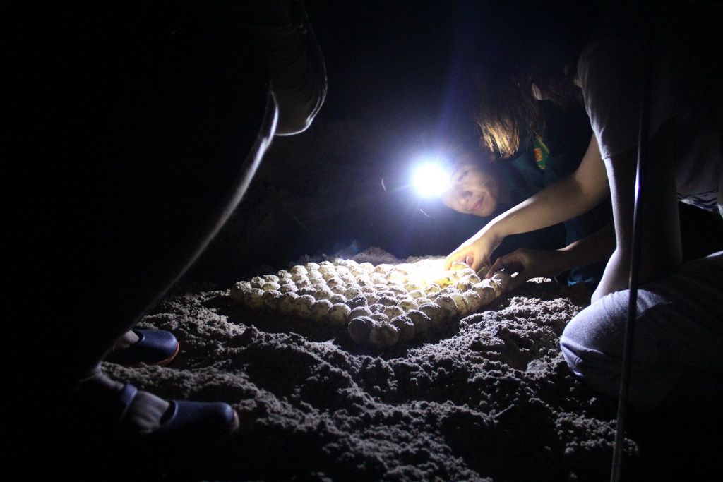 Mùa rùa biển đẻ trứng trên Vườn Quốc gia Côn Đảo