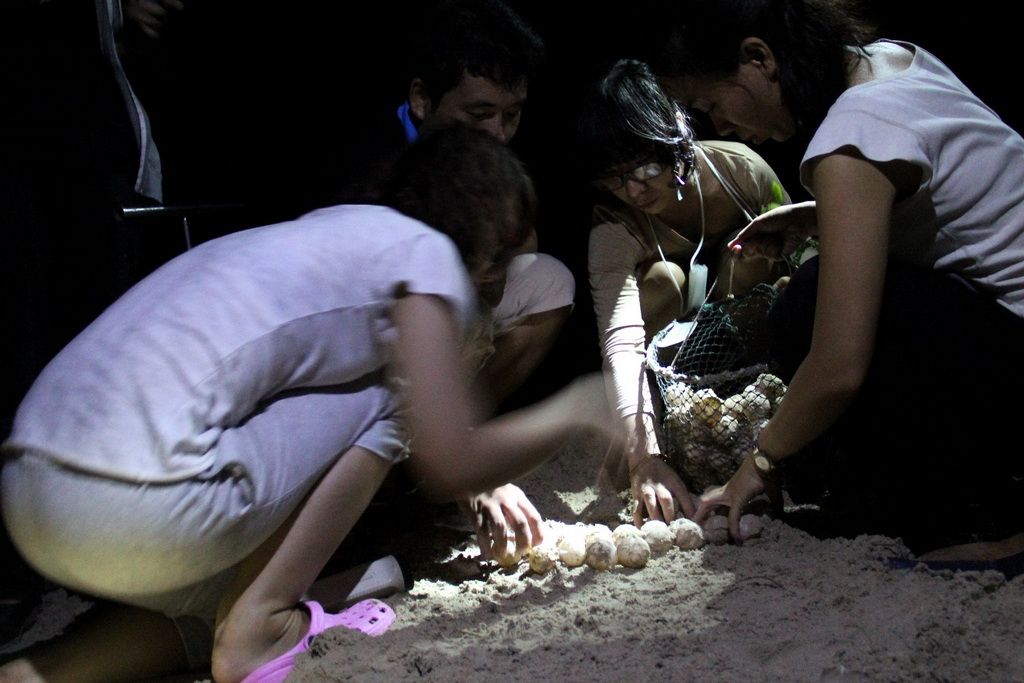 Mùa rùa biển đẻ trứng trên Vườn Quốc gia Côn Đảo