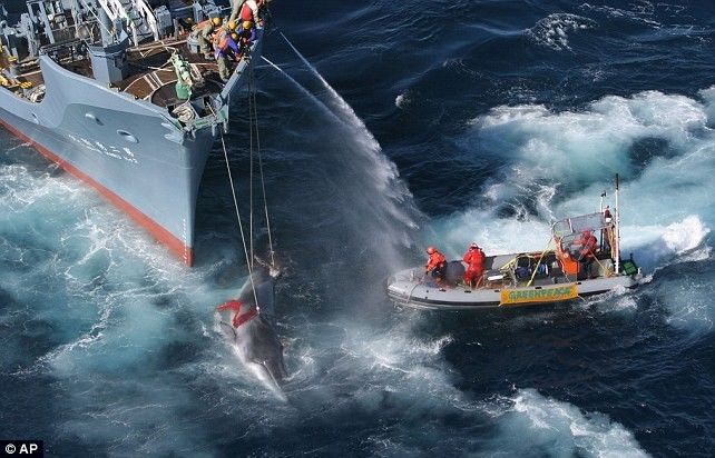 Những chuyến săn cá voi đẫm máu của người Nhật