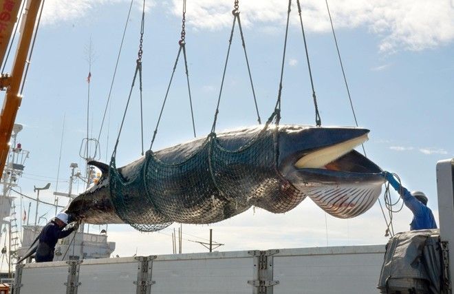 Những chuyến săn cá voi đẫm máu của người Nhật