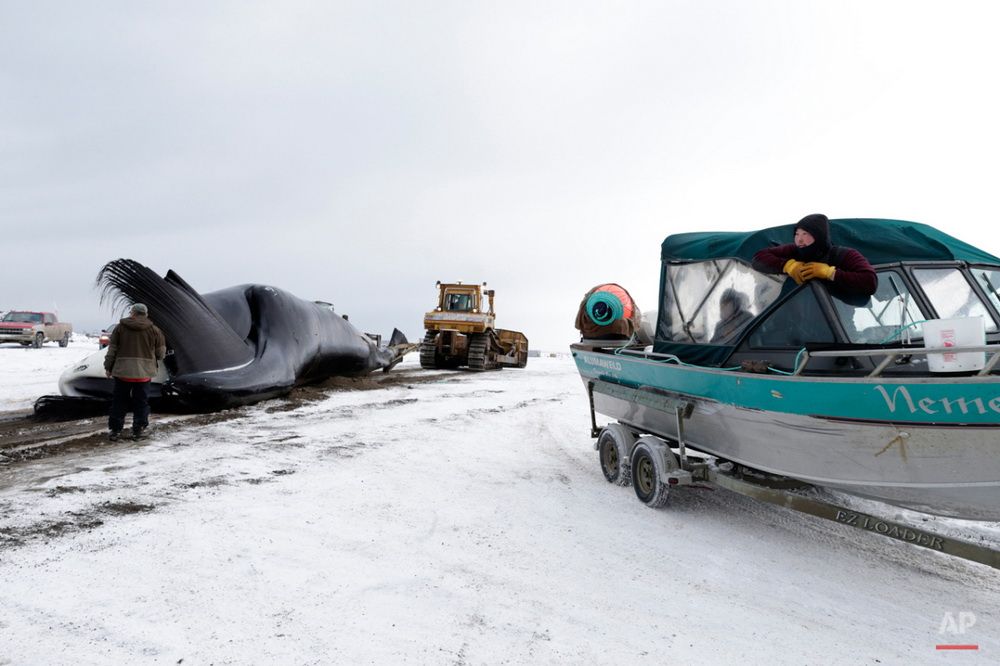 Xẻ thịt cá voi để sinh tồn trên vùng đất khắc nghiệt Alaska