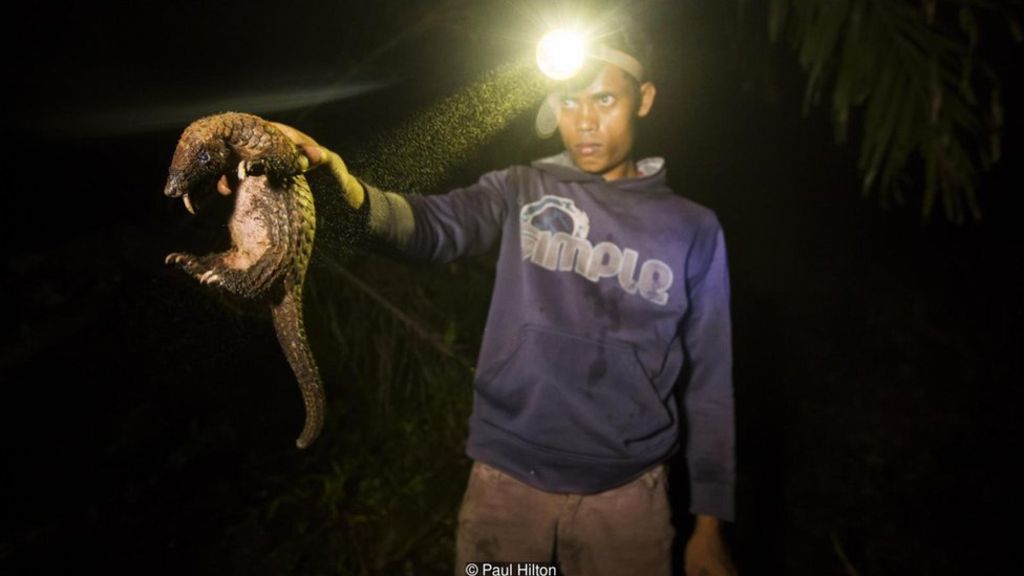 Một kẻ săn trộm tê tê ở Kalimantan, Indonesia