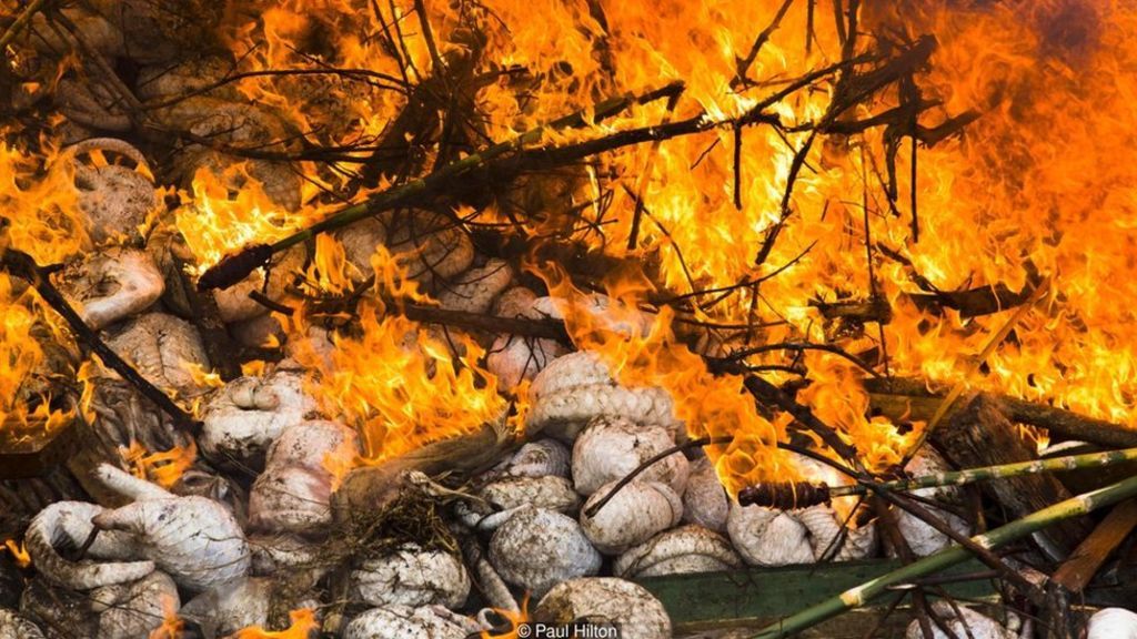 Một trong những vụ thu giữ tê tê lớn nhất từ trước tới nay, với chừng 4.000 con tê tê đông lạnh được đưa xuống hố để thiêu hủy tại Sumatra, Indonesia