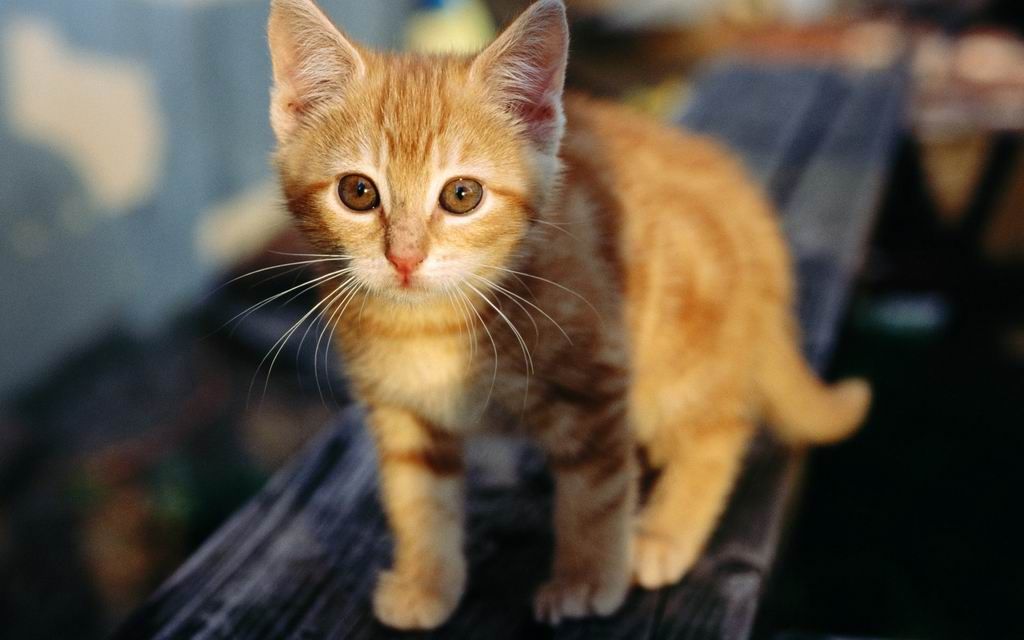 REDSVN-Kitten-20.jpg