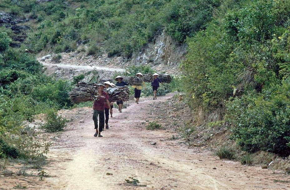 Con đường đến Mỹ Sơn: gặp gỡ những người thu gom gỗ