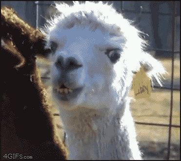 llama-stare-gif-1.jpg