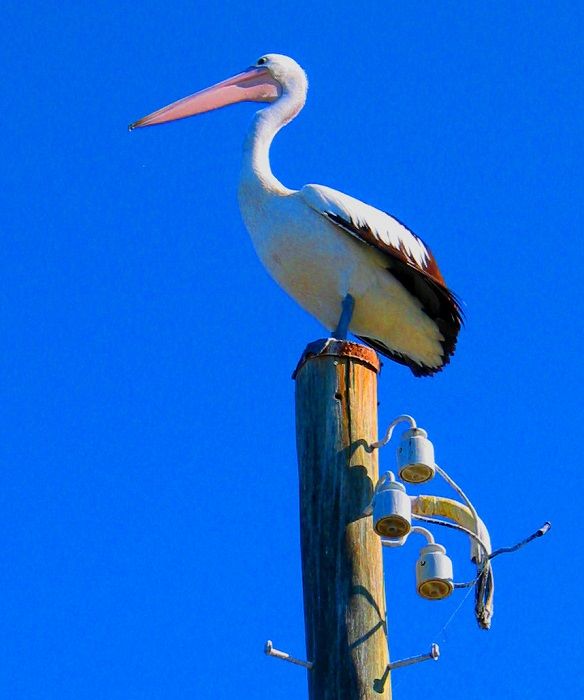 pelican-pole.jpg