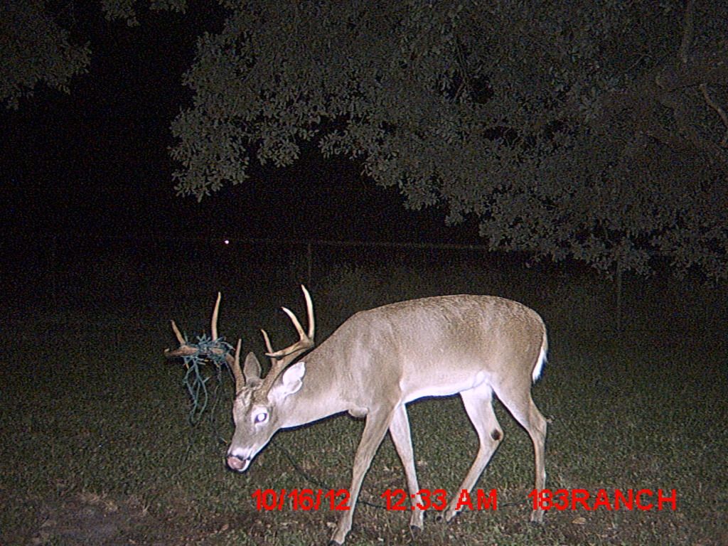 Score and Age the "Christmas Tree" buck Community