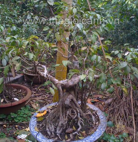 Giới thiệu những gốc sanh già của nhà ông Bác