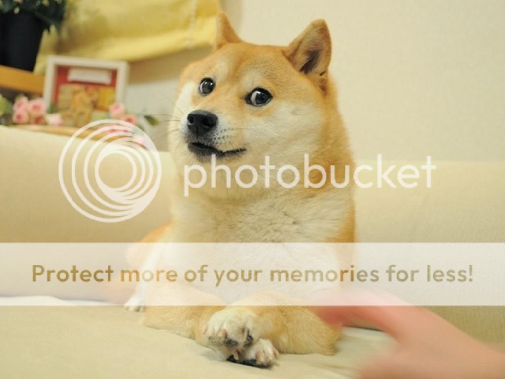 doge photo doge_top_zps265cfc28.jpg