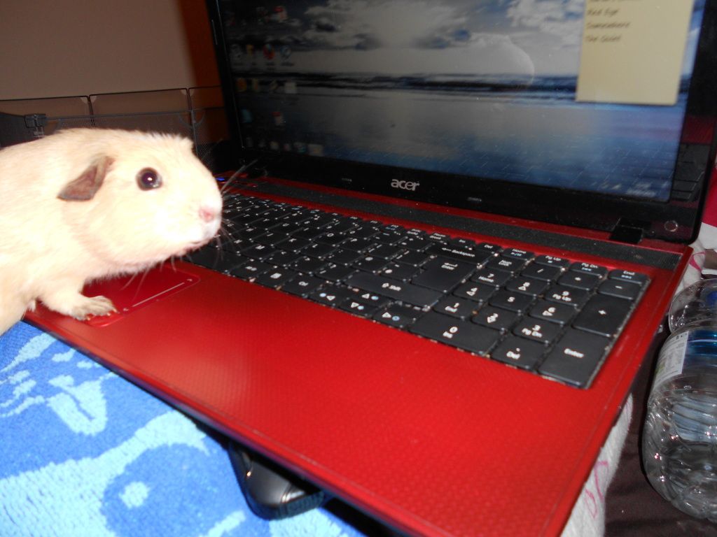 DSCN0415.jpg